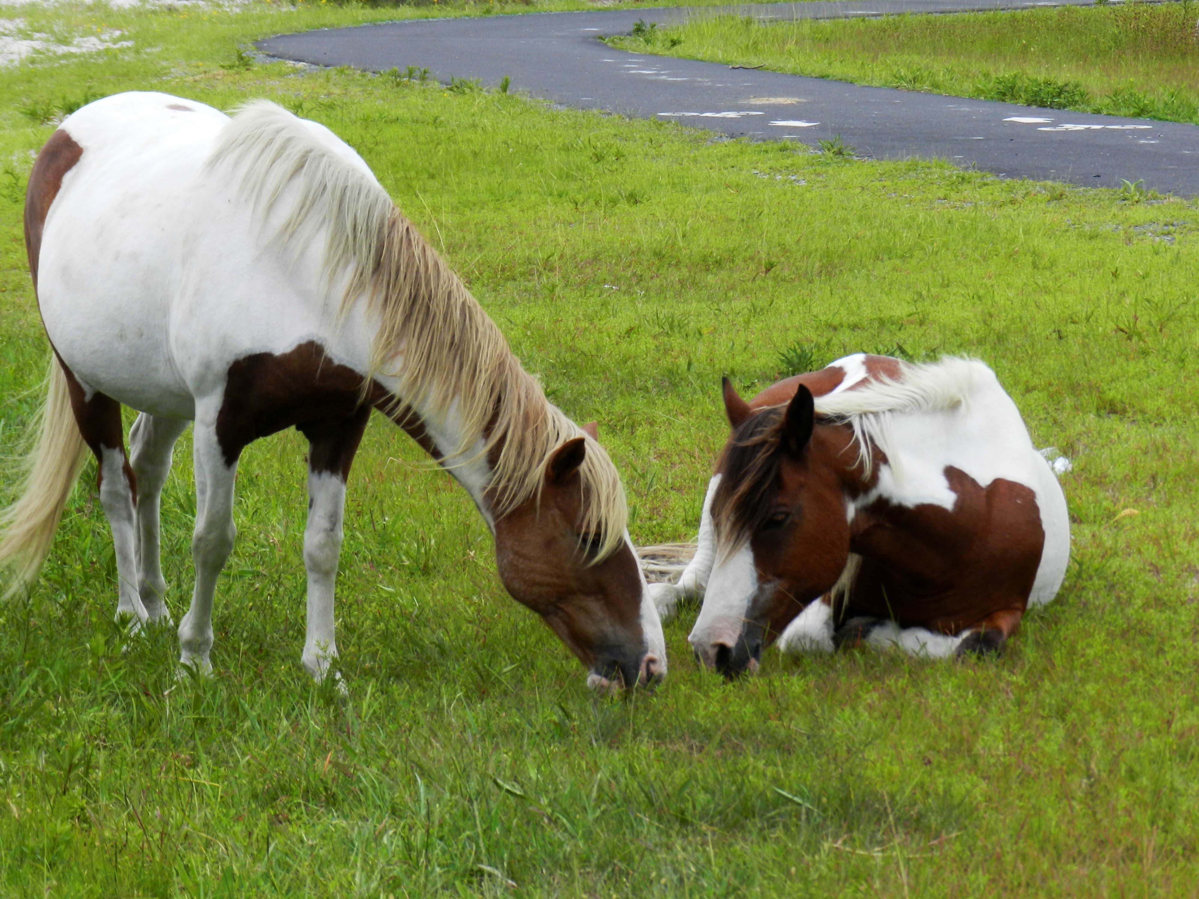Lois  .'s photo of camping with a horse at Bayside Assateague Campground — Assateague Island National Seashore near Bloxom, VA