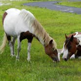 Review photo of Bayside Assateague Campground — Assateague Island National Seashore by Lois  ., August 23, 2019