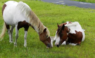 Lois .'s photo of camping with a horse at Bayside Assateague Campground — Assateague Island National Seashore in Maryland