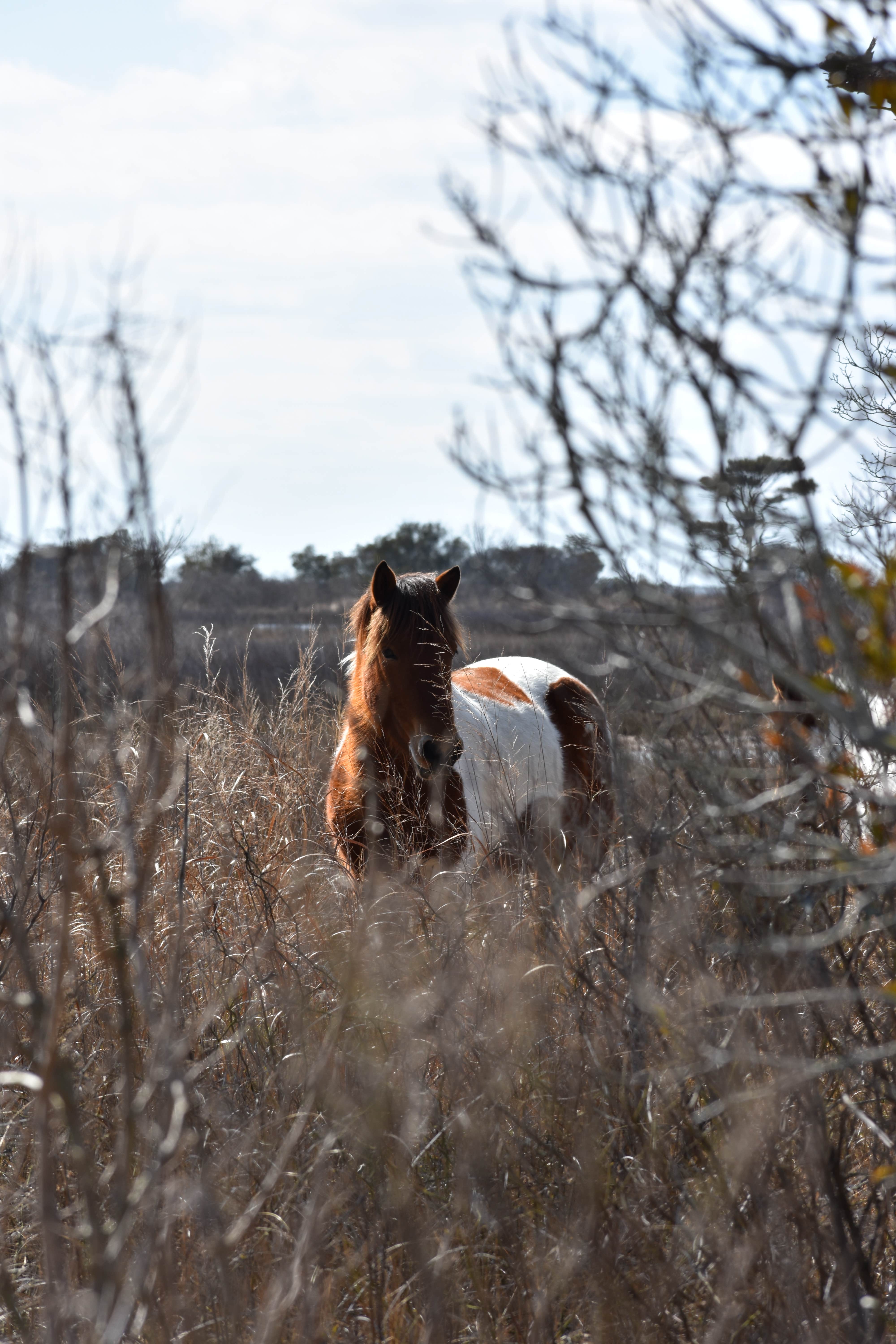 Lois  .'s photo of camping with a horse at Bayside Assateague Campground — Assateague Island National Seashore near Bethany Beach, DE
