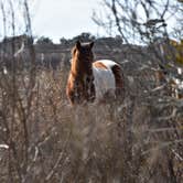 Review photo of Bayside Assateague Campground — Assateague Island National Seashore by Lois  ., August 23, 2019