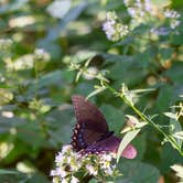 Review photo of Mile High Campground — Great Smoky Mountains National Park by Christina M., August 24, 2019