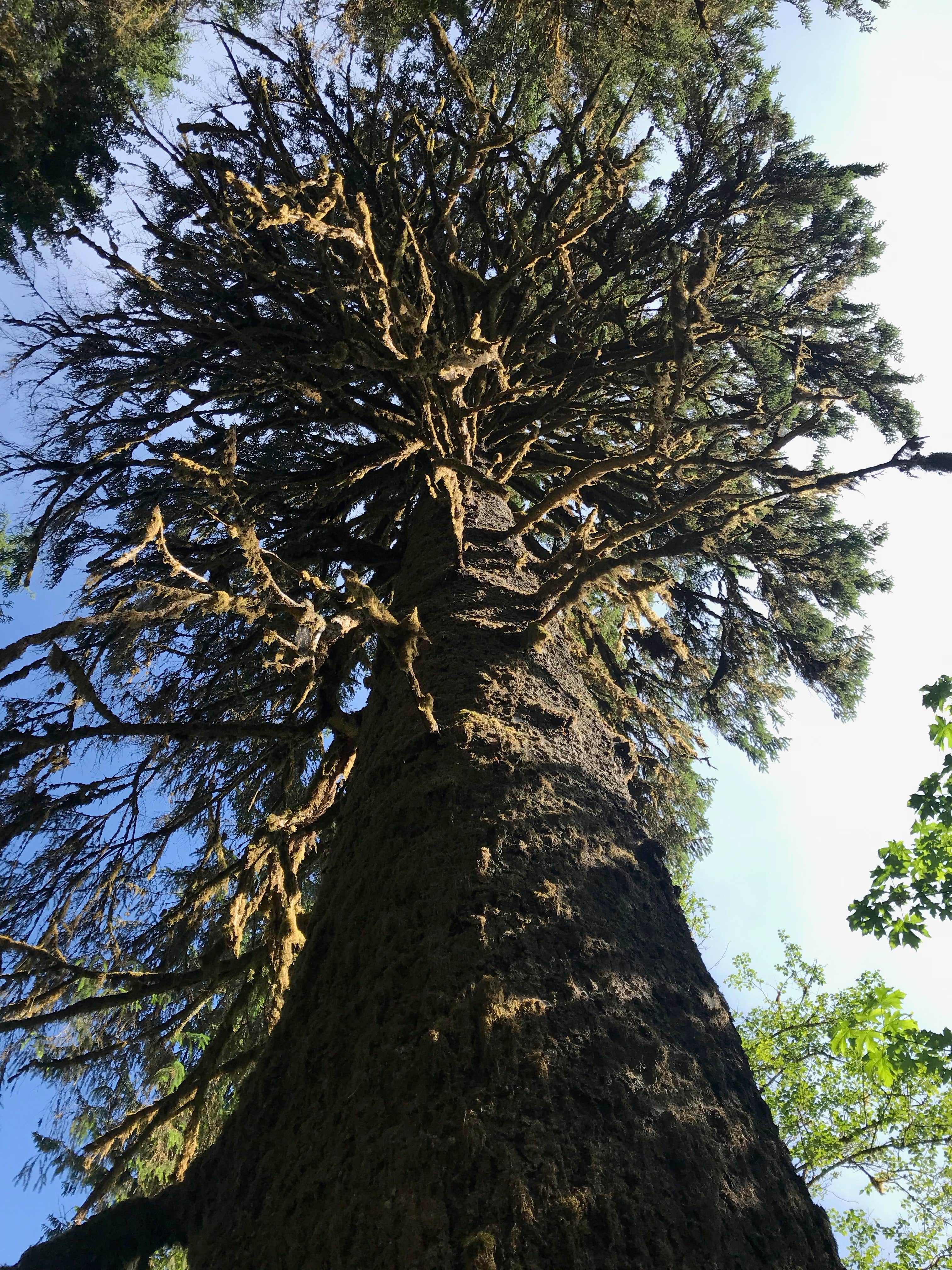 Camper-submitted photo at Cascade Locks KOA near Carson, WA