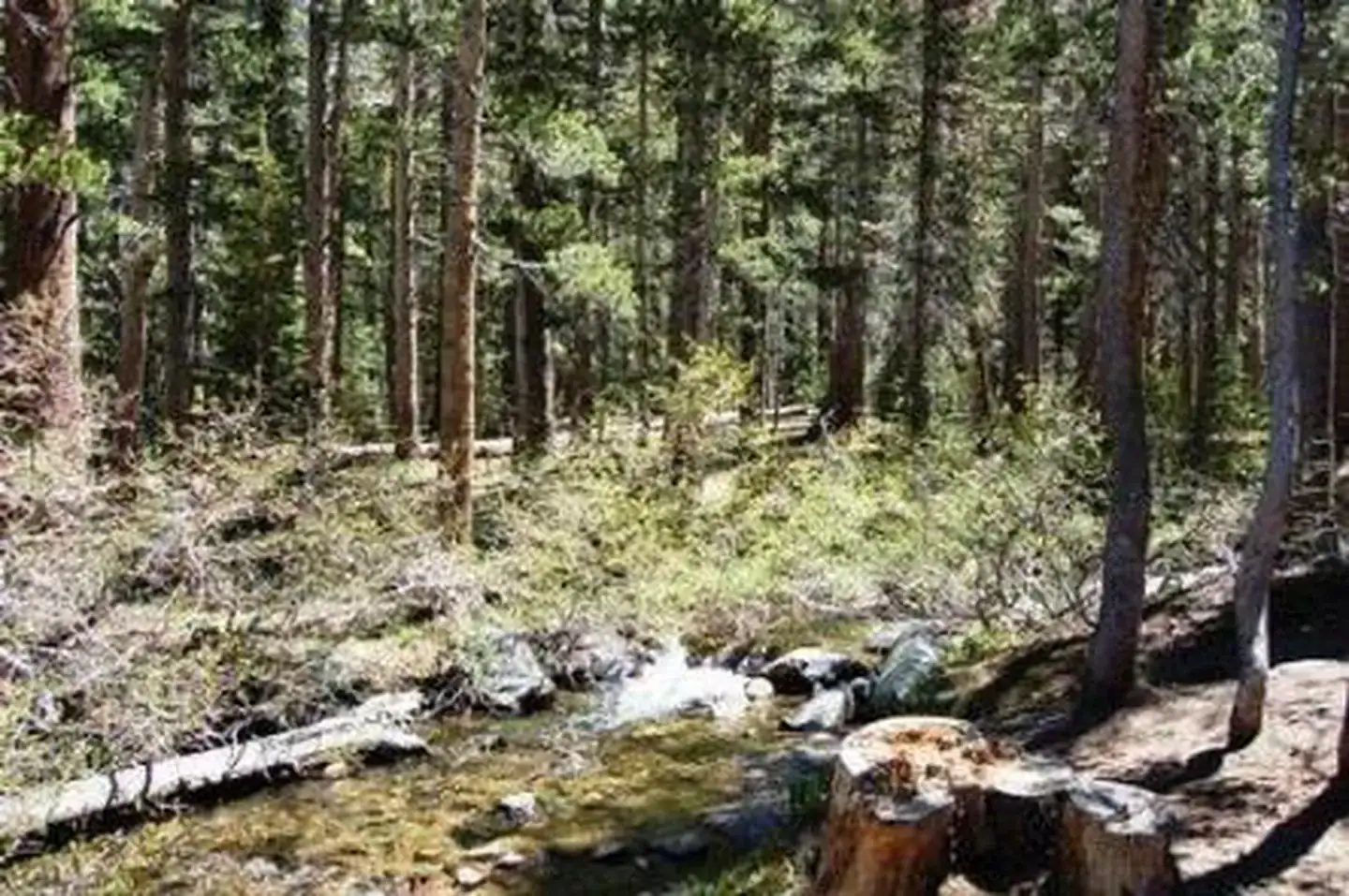 Camper-submitted photo at Coldwater Campground near Mammoth Lakes, CA