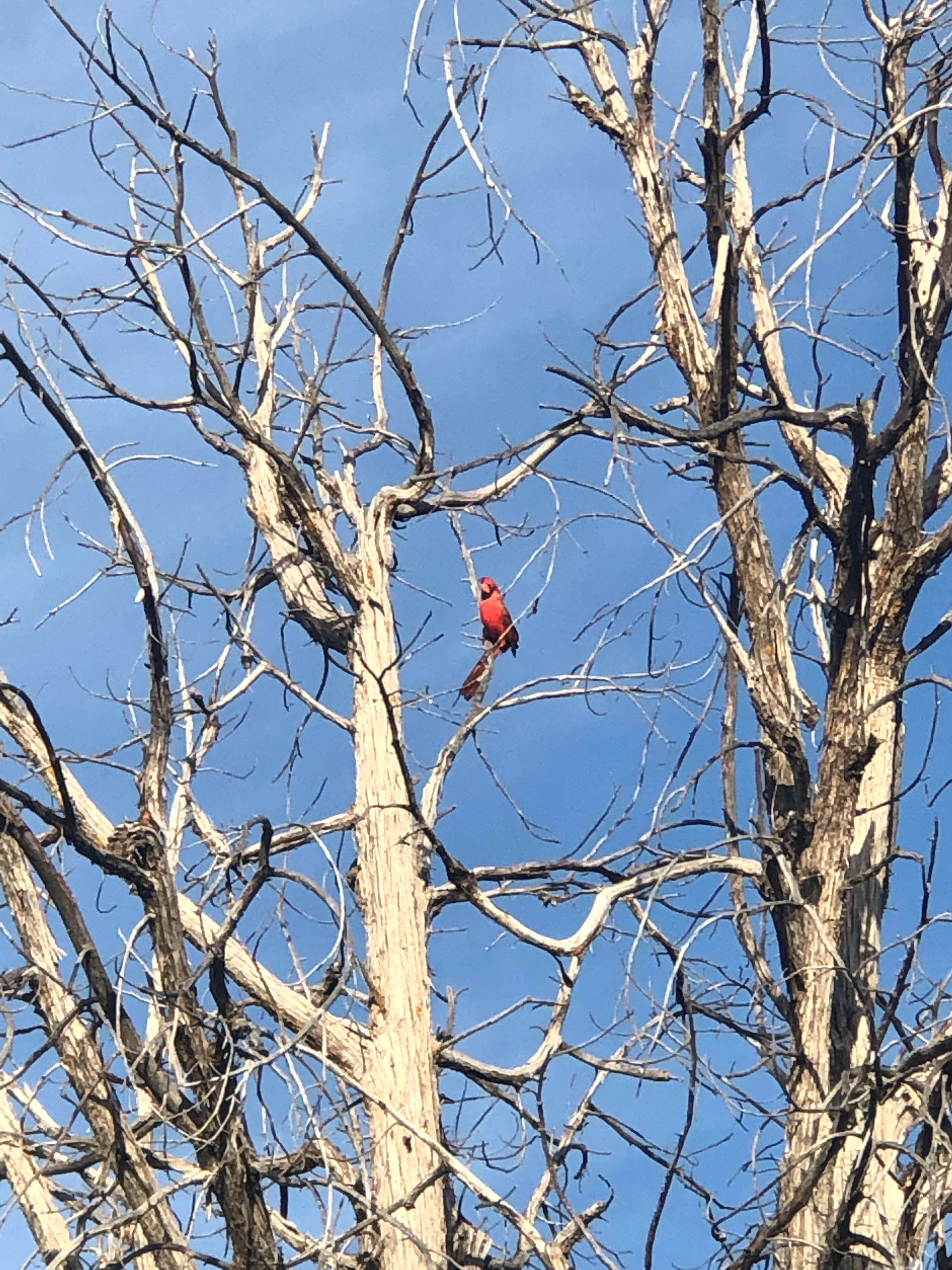 Camping near Clear Creek Campground: Slide Rock Campground - DAY USE ONLY, Camp Verde, Arizona