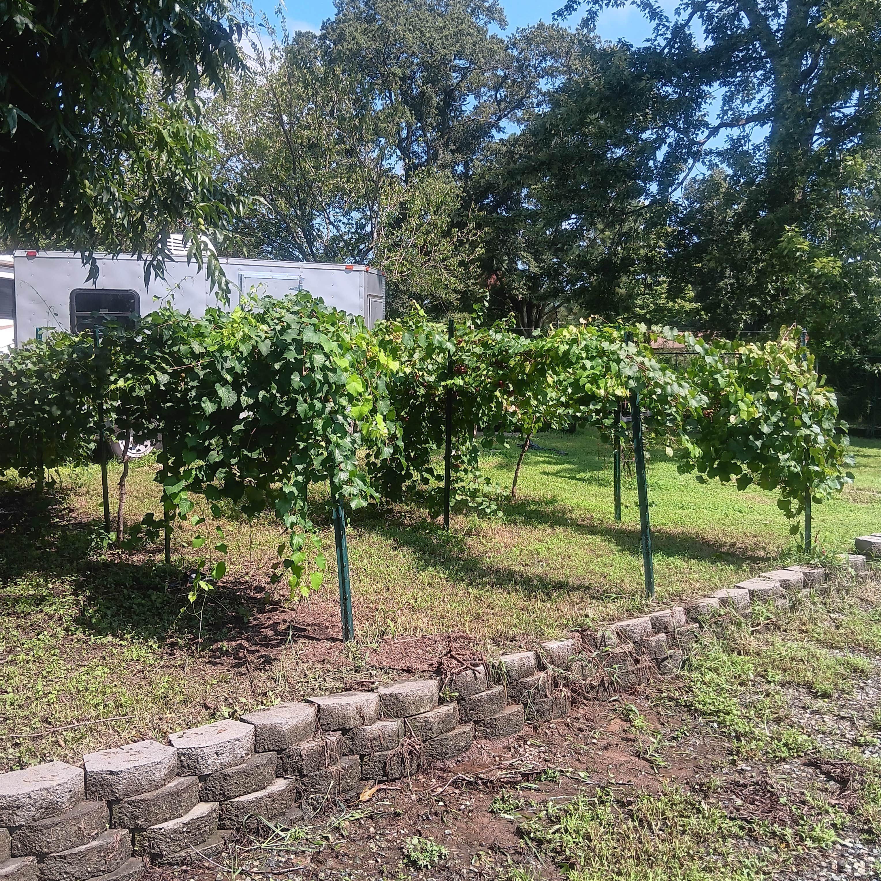 Camper submitted image from North Hills Vineyard & Farm - 2