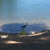 Review photo of Elijah Clark State Park Campground by Susan H., August 24, 2019