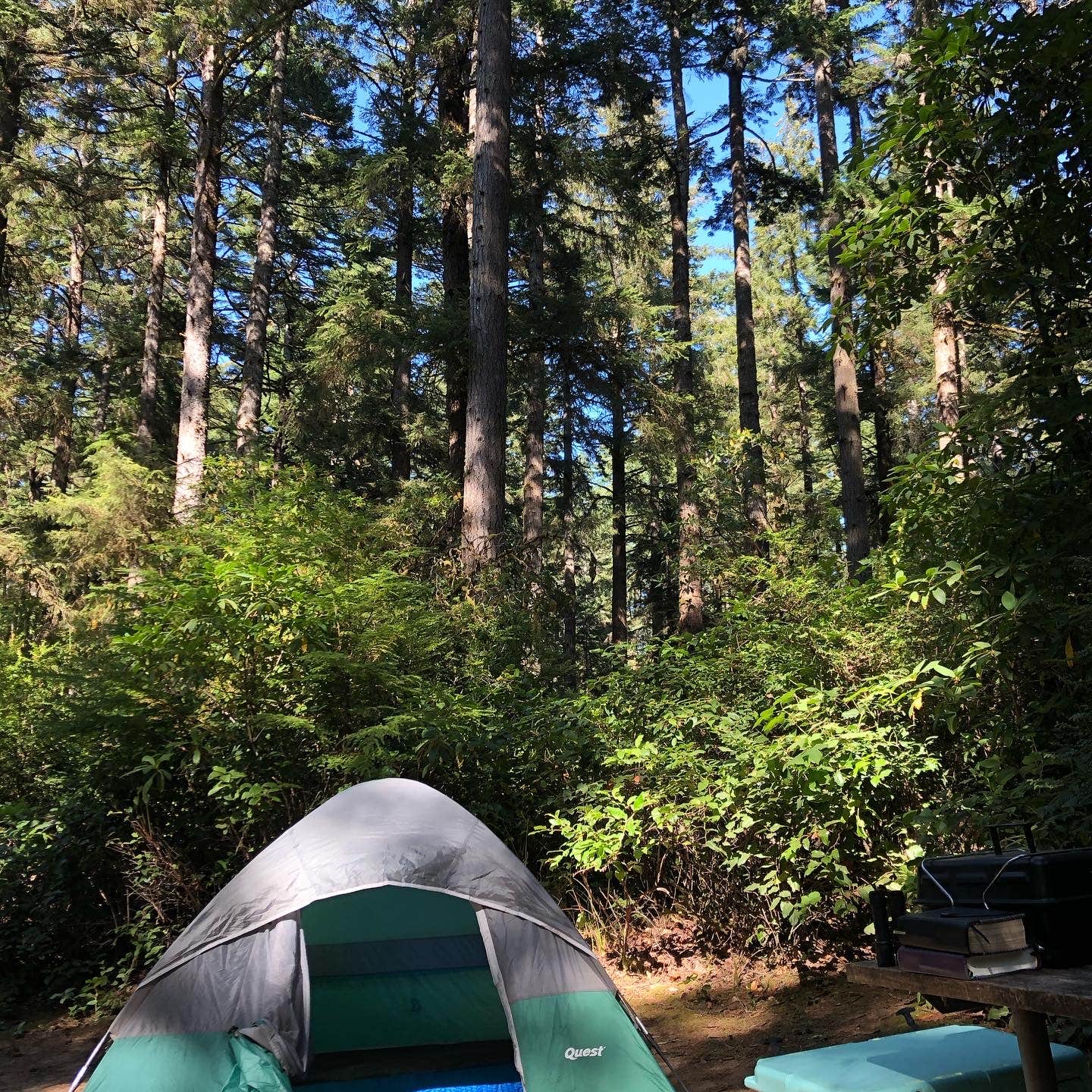 Jen E.'s photo at Jessie M. Honeyman Memorial State Park Campground near Mapleton, OR