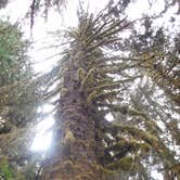 Review photo of Hoh Rain Forest - Olympic National Park by Tom K., September 27, 2016