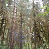 Review photo of Hoh Rain Forest - Olympic National Park by Tom K., September 27, 2016