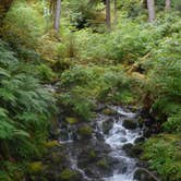 Review photo of Hoh Rain Forest - Olympic National Park by Tom K., September 27, 2016