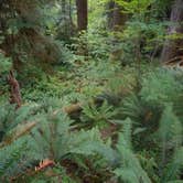 Review photo of Hoh Rain Forest - Olympic National Park by Tom K., September 27, 2016