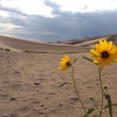 Review photo of Pinon Flats Campground — Great Sand Dunes National Park by Jason L., August 24, 2019