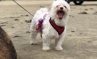 Andrea P.'s photo of camping with pets at Follett’s Island Beach in Texas