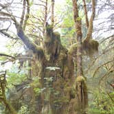 Review photo of Hoh Rain Forest - Olympic National Park by Tom K., September 27, 2016
