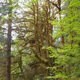 Review photo of Hoh Rain Forest - Olympic National Park by Tom K., September 27, 2016