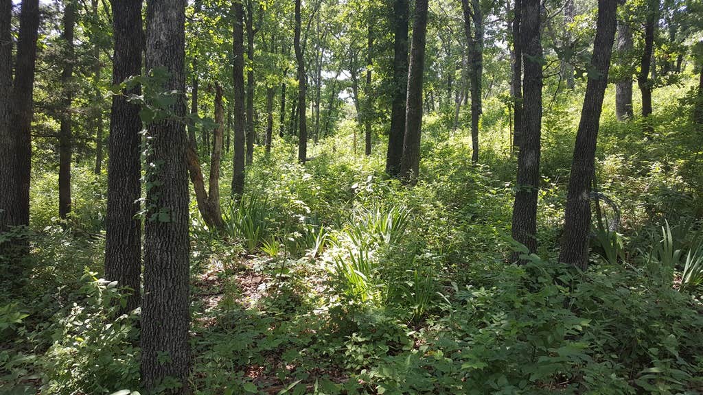 Camping near My Green Country RV Park: Huge Great Bus Camping, Lake Pend Oreille, Oklahoma