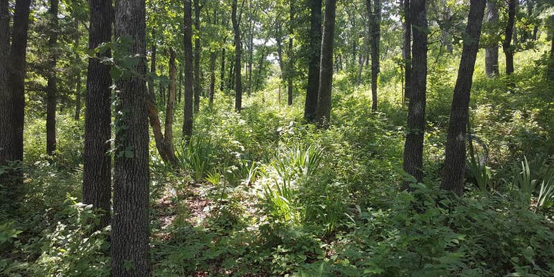 Camper submitted image from Huge Great Bus Camping