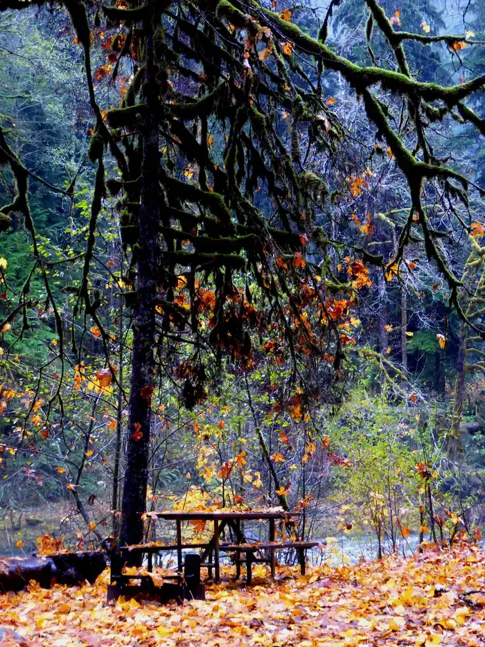 Camper-submitted photo at Staircase Campground — Olympic National Park near Matlock, WA