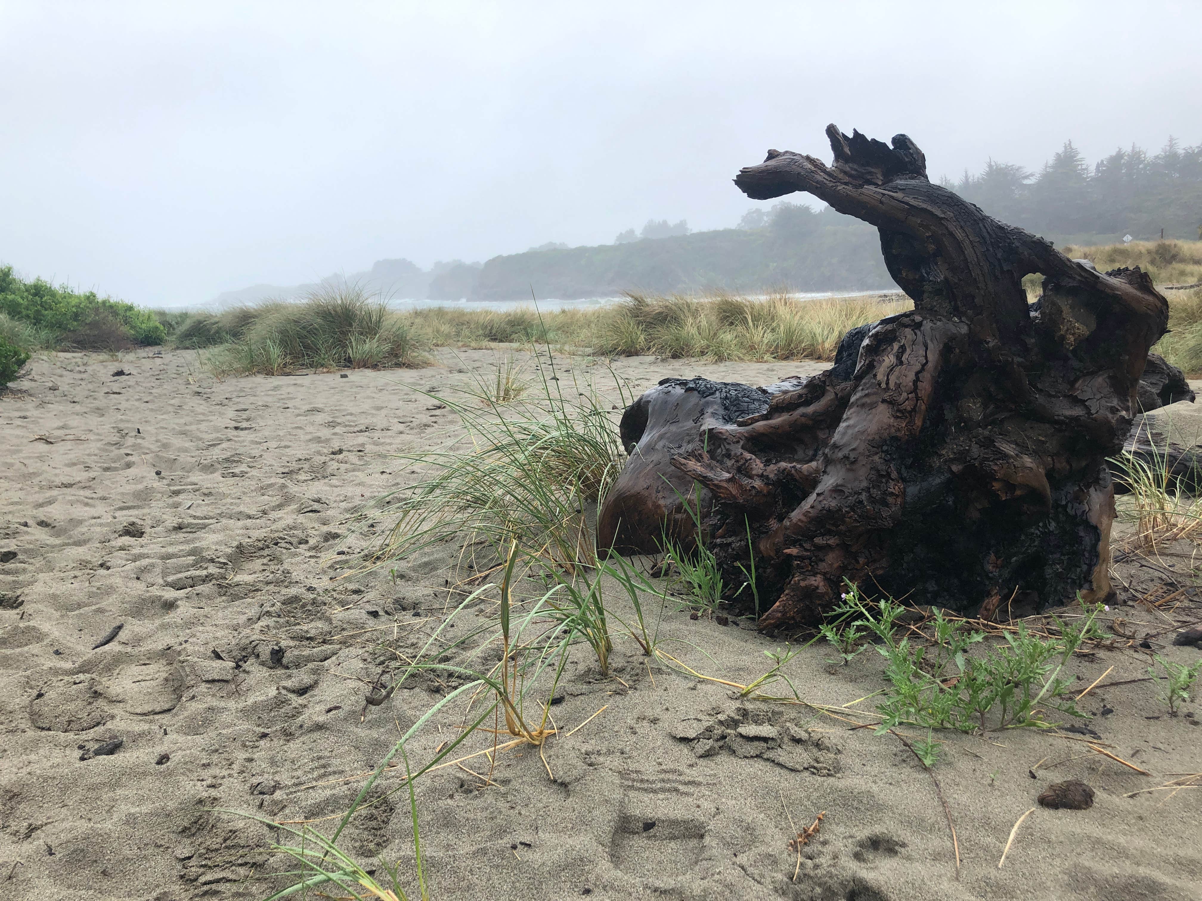 Camper-submitted photo at Caspar Beach RV Park & Campground near Piercy, CA