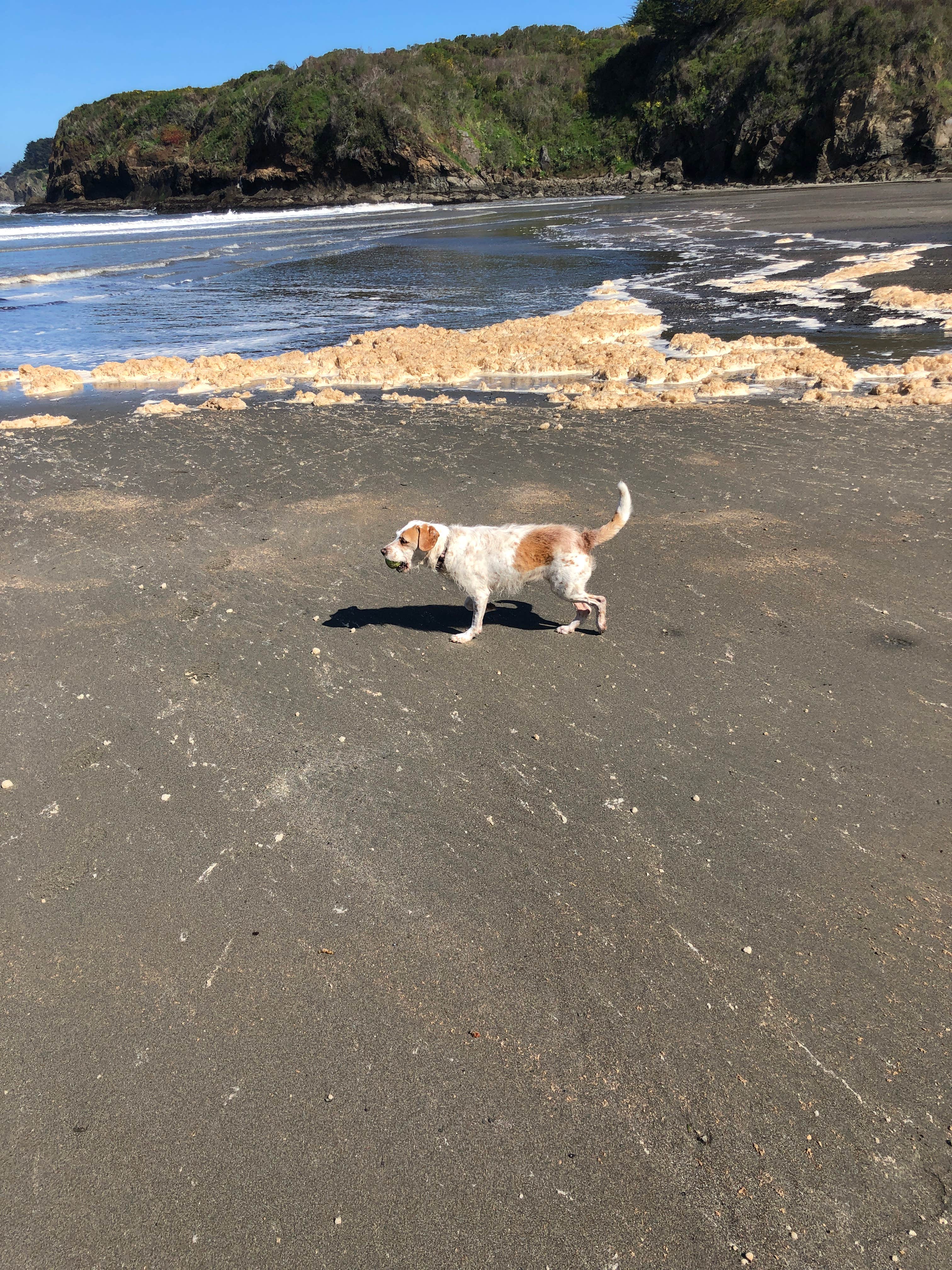 Reese F.'s photo of camping with pets at Caspar Beach RV Park & Campground near Mendocino, CA