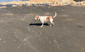 Reese F.'s photo of camping with pets at Caspar Beach RV Park & Campground near Caspar, CA