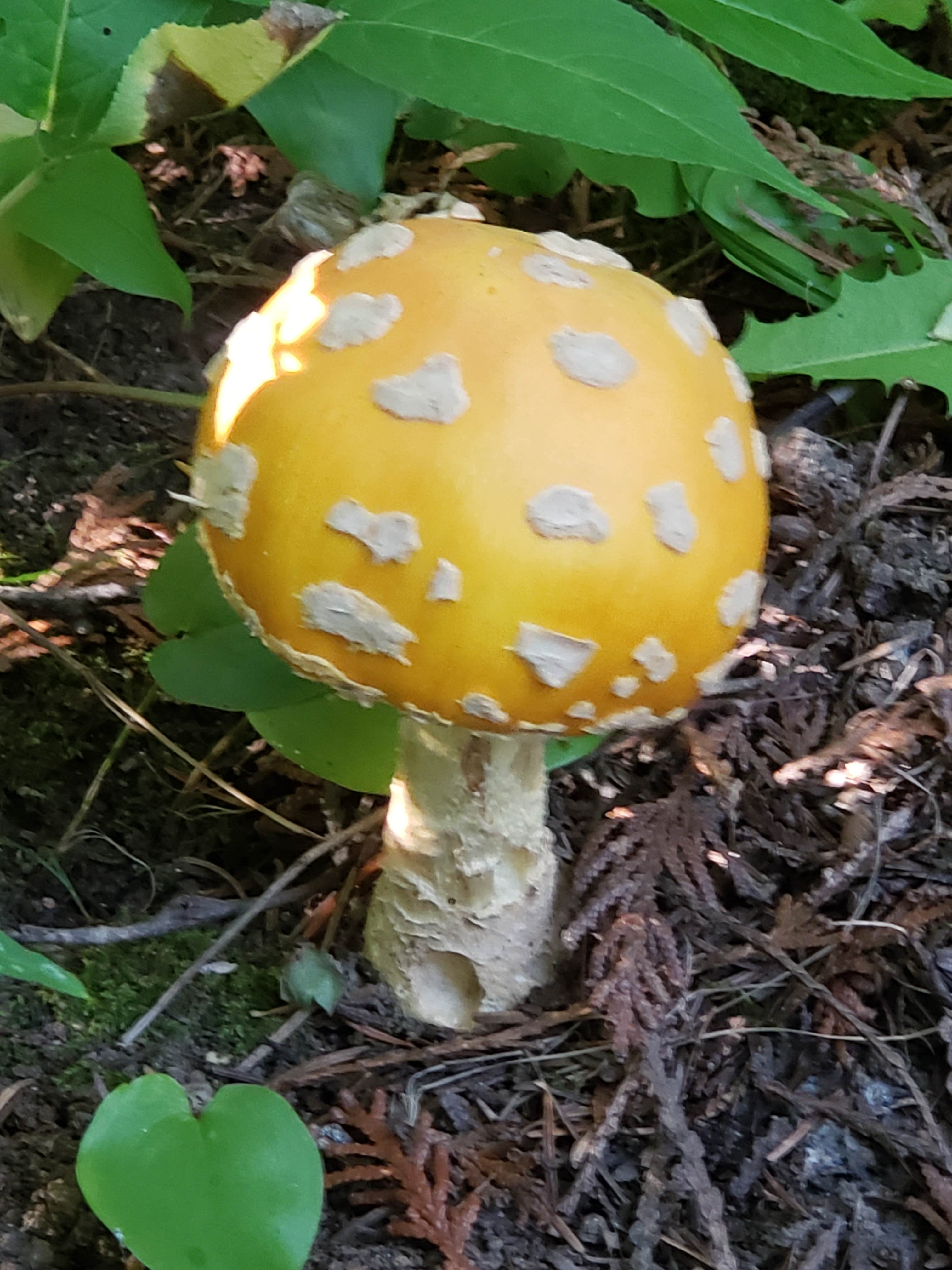 Camper-submitted photo at Gunflint Pines Resort and Campground near Grand Marais, MN