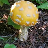 Review photo of Gunflint Pines Resort and Campground by Wren J., August 24, 2019