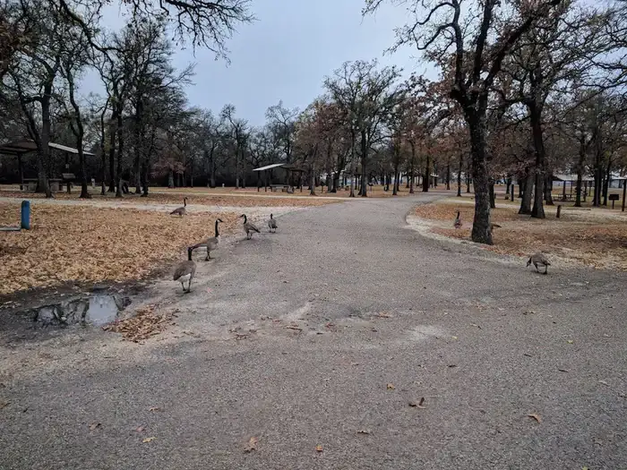 Camper-submitted photo at Cedron Creek near Whitney, TX