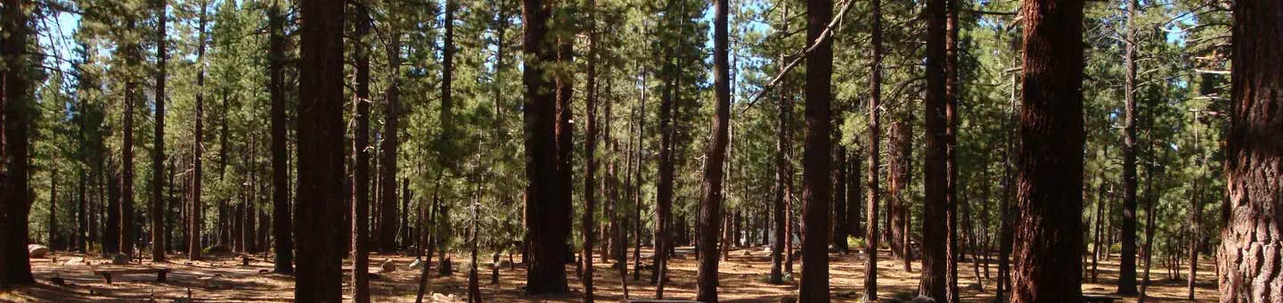 Camper submitted image from Old Shady Rest Campground - 1