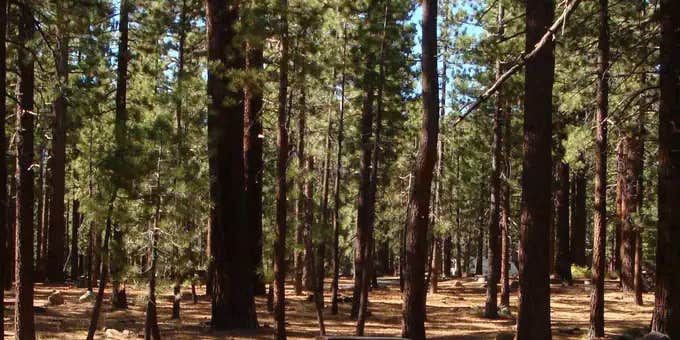 Camper submitted image from Old Shady Rest Campground