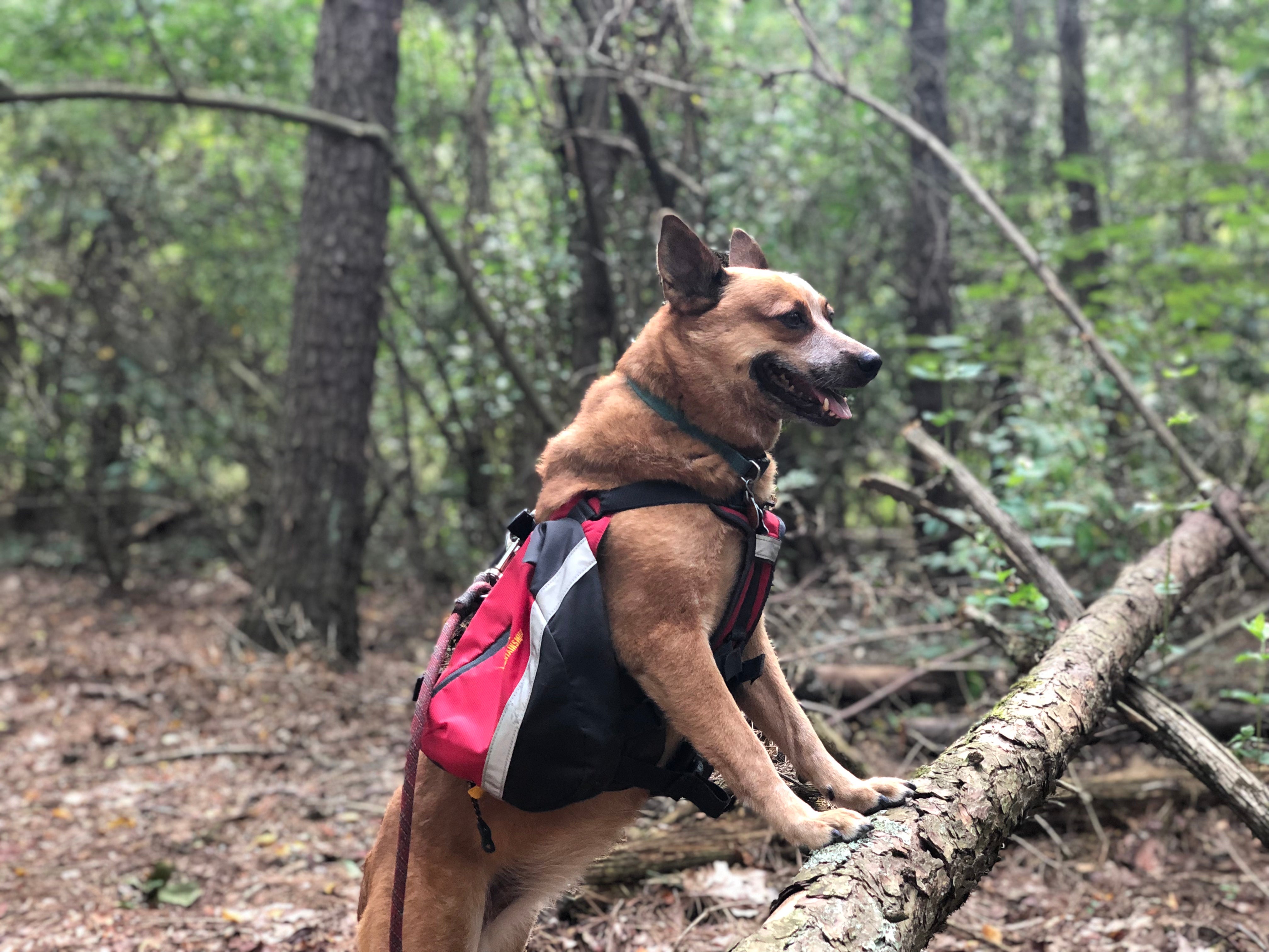 Dakota loves the hiking trails here. She’s short enough to miss the spider webs :)