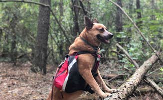 Art S.'s photo of camping with pets at Pine Campground — Sand Ridge State Forest near Peoria, IL