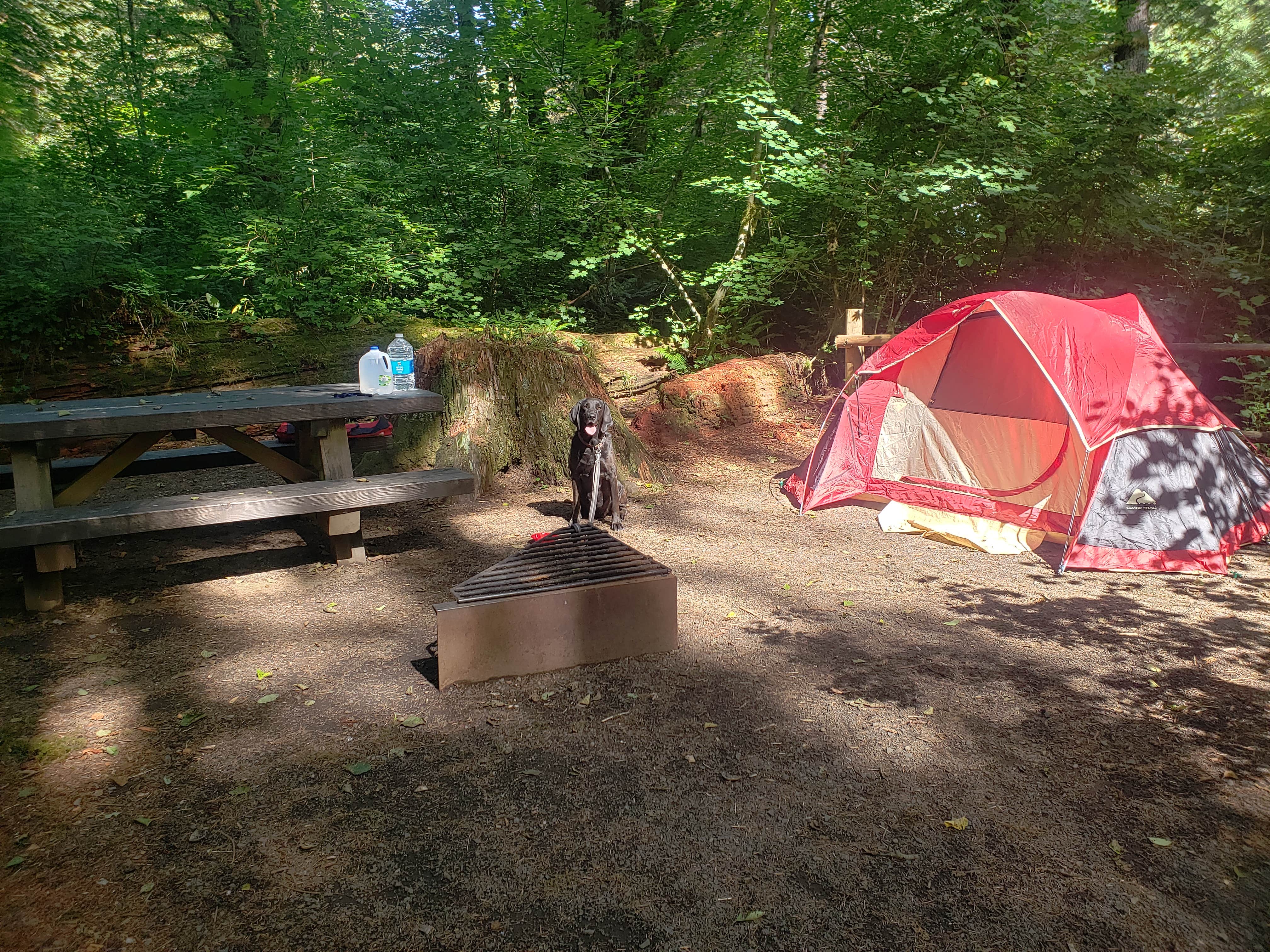 Christi L.'s photo of tent camping at Jones Creek near Tillamook State Forest