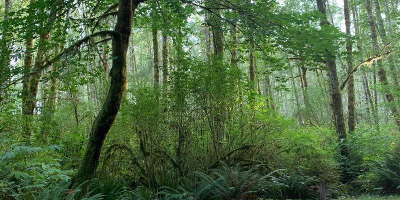 Camper submitted image from Cottonwood Campground