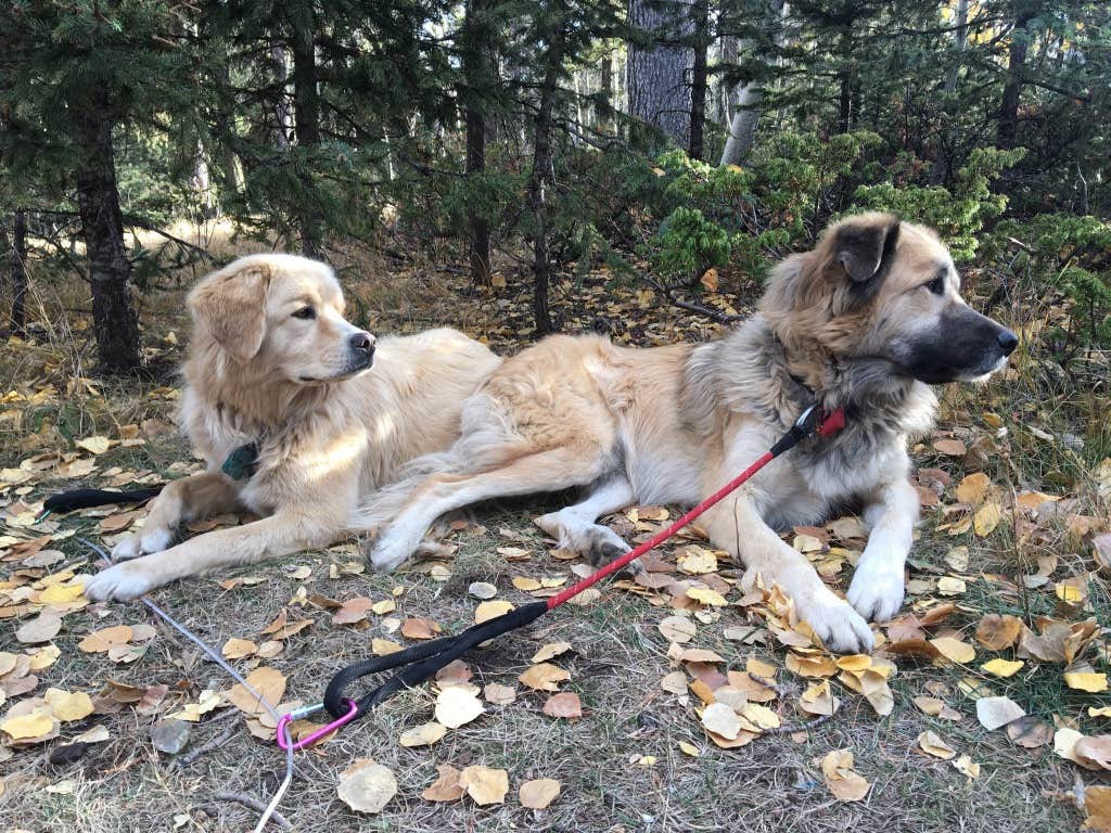 B B.'s photo of camping with pets at Mueller State Park Campground near Manitou Springs, CO