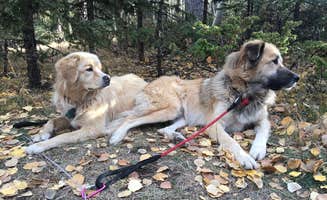 B B.'s photo of camping with pets at Mueller State Park Campground near Guffey, CO
