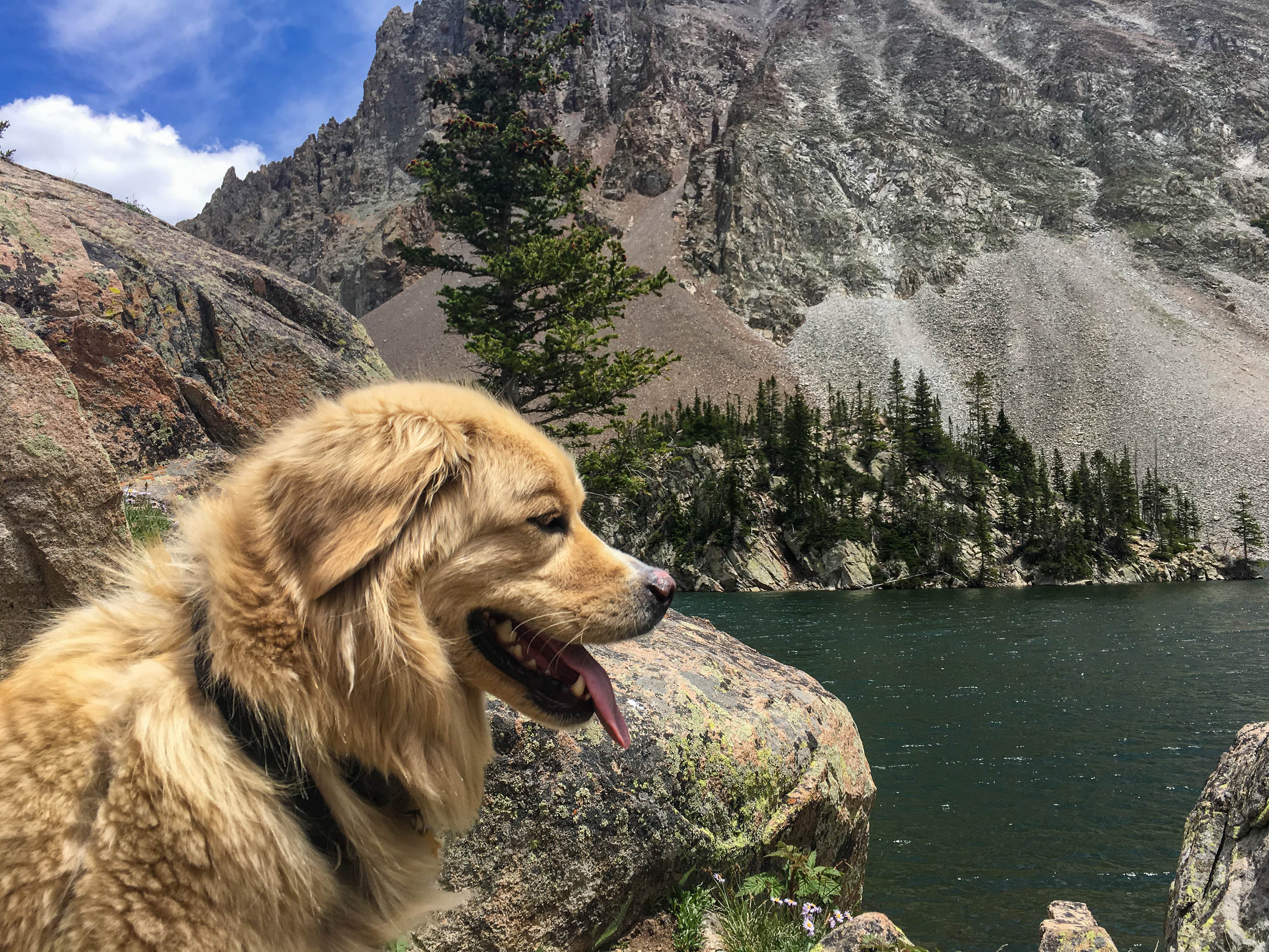 B B.'s photo of camping with pets at North Michigan Campground — State Forest State Park near Gould, CO