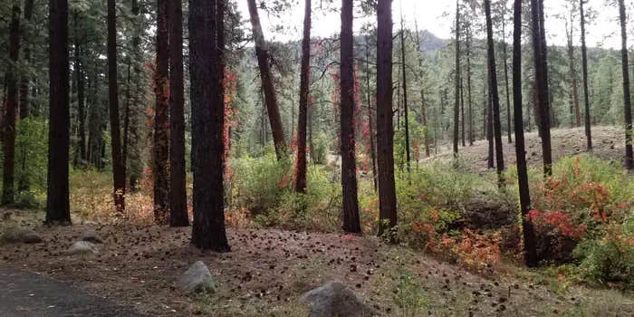 Camper submitted image from Paliza Campground