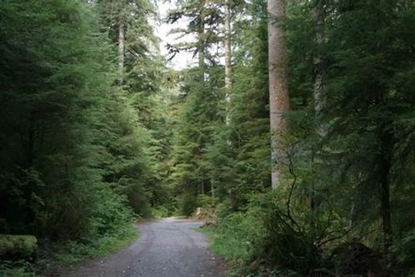 Camper submitted image from Wiley Creek Group Camp - 1