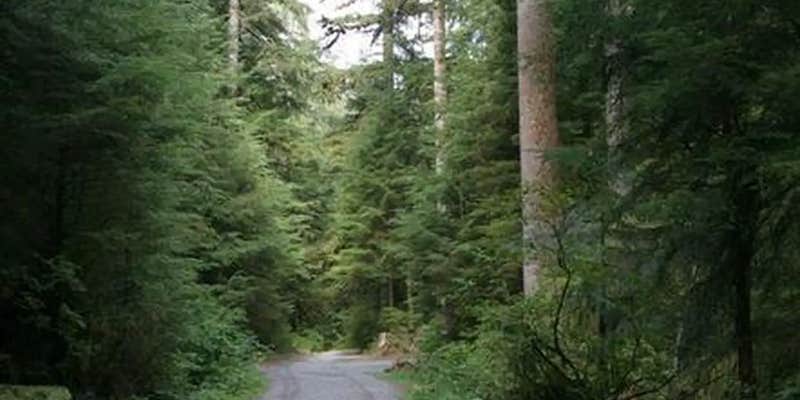 Camper submitted image from Wiley Creek Group Camp