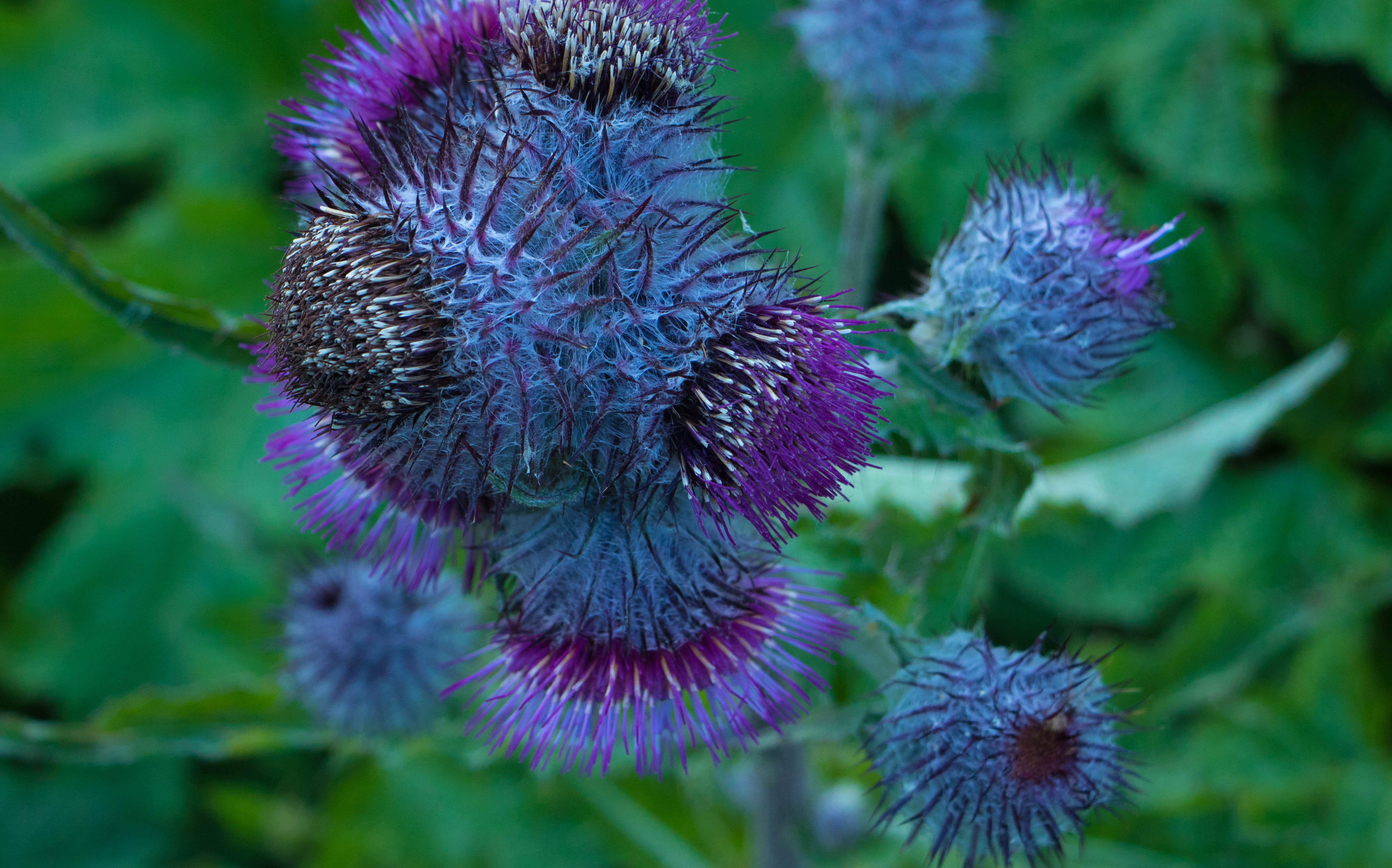 Wildflowers abound in the summer, like this crazy alien thistle.