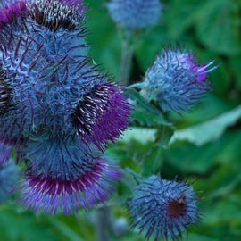 Wildflowers abound in the summer, like this crazy alien thistle.