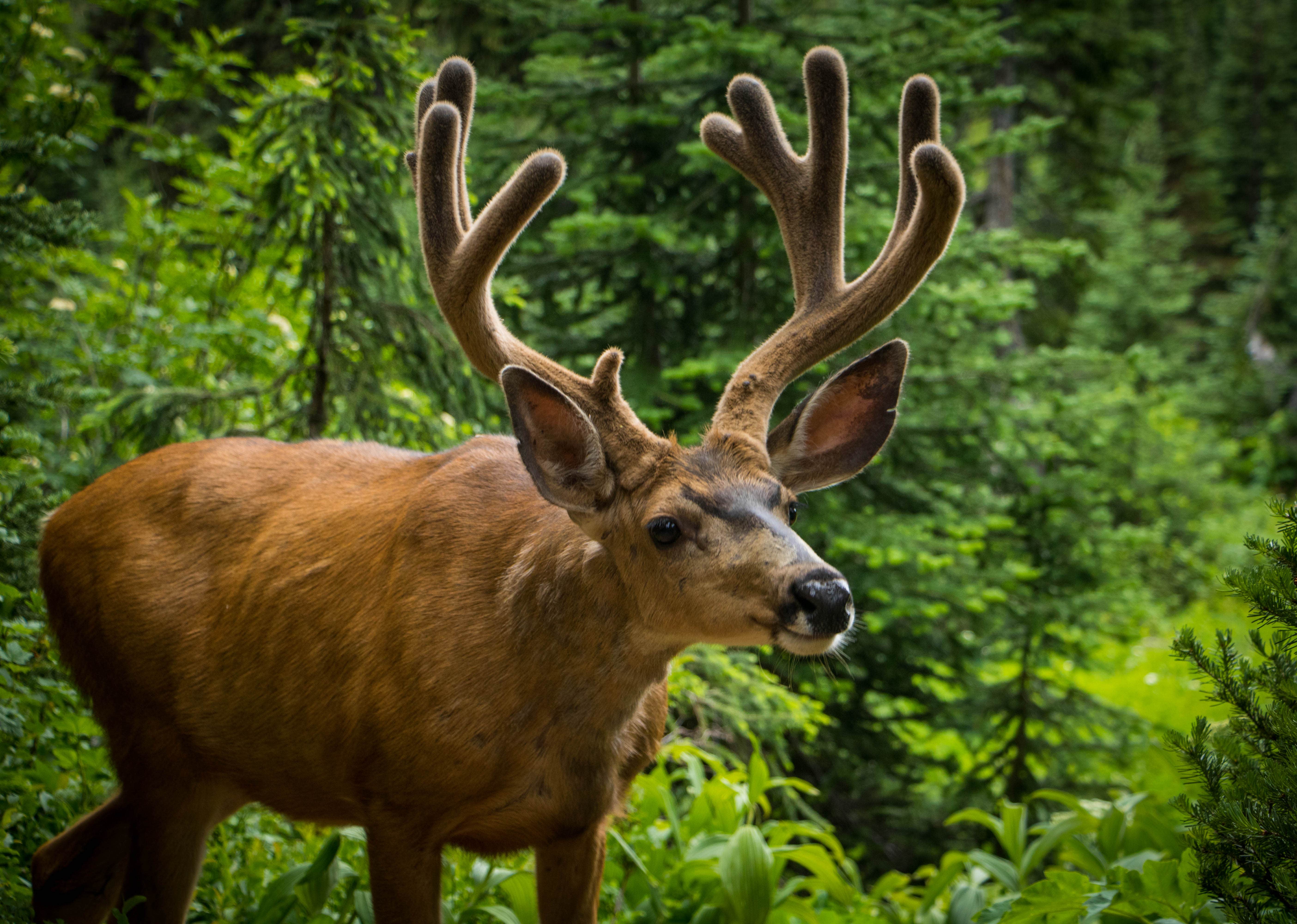 Camper submitted image from Fisher Camp — North Cascades National Park - 3
