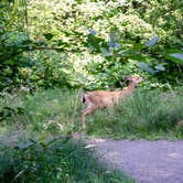 Review photo of L.L. Stub Stewart State Park Campground by Jill T., August 26, 2019