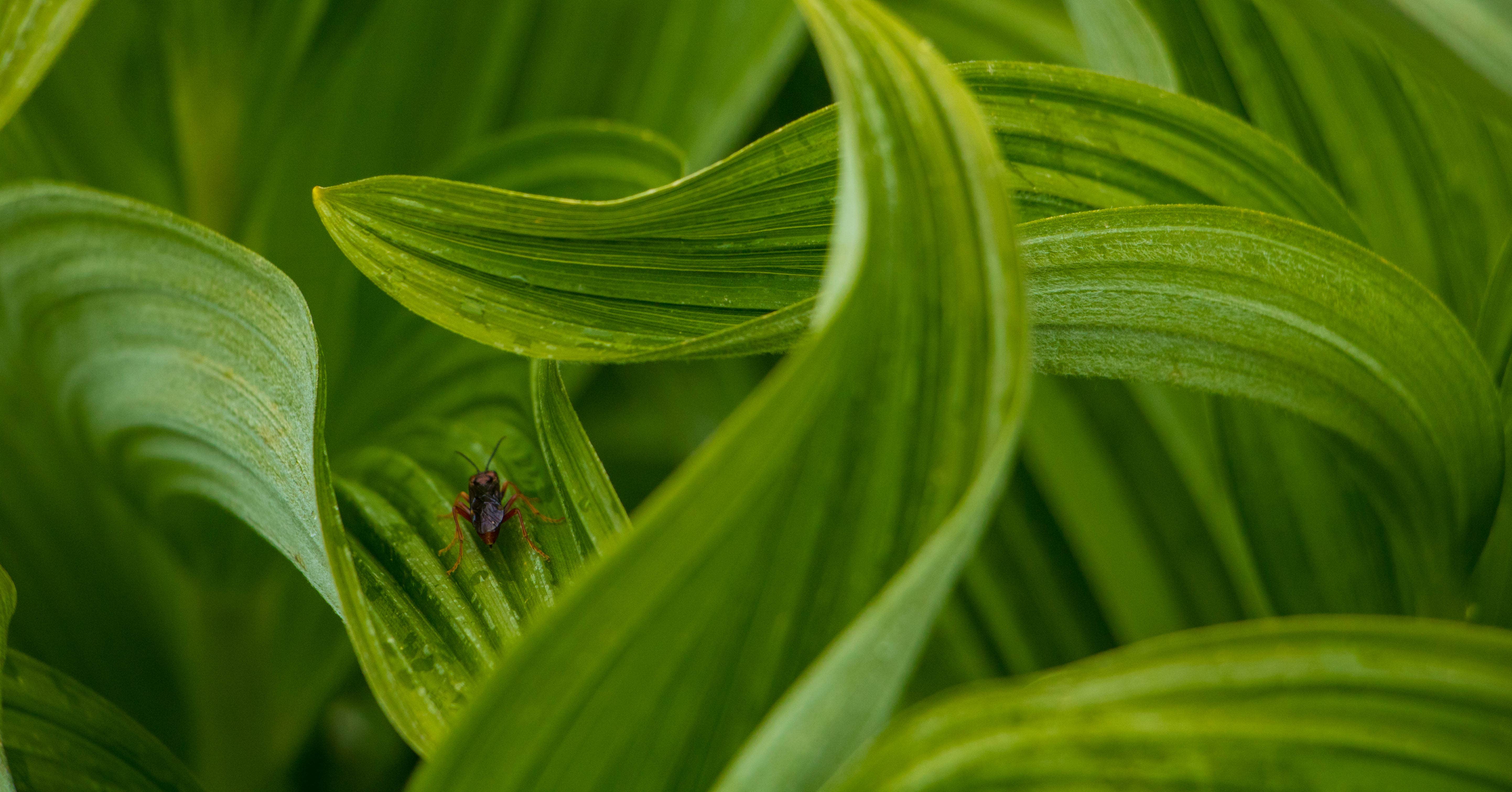 Camping near Okanogan National Forest Ballard Campground: Fisher Camp — North Cascades National Park, North Cascades National Park, Washington