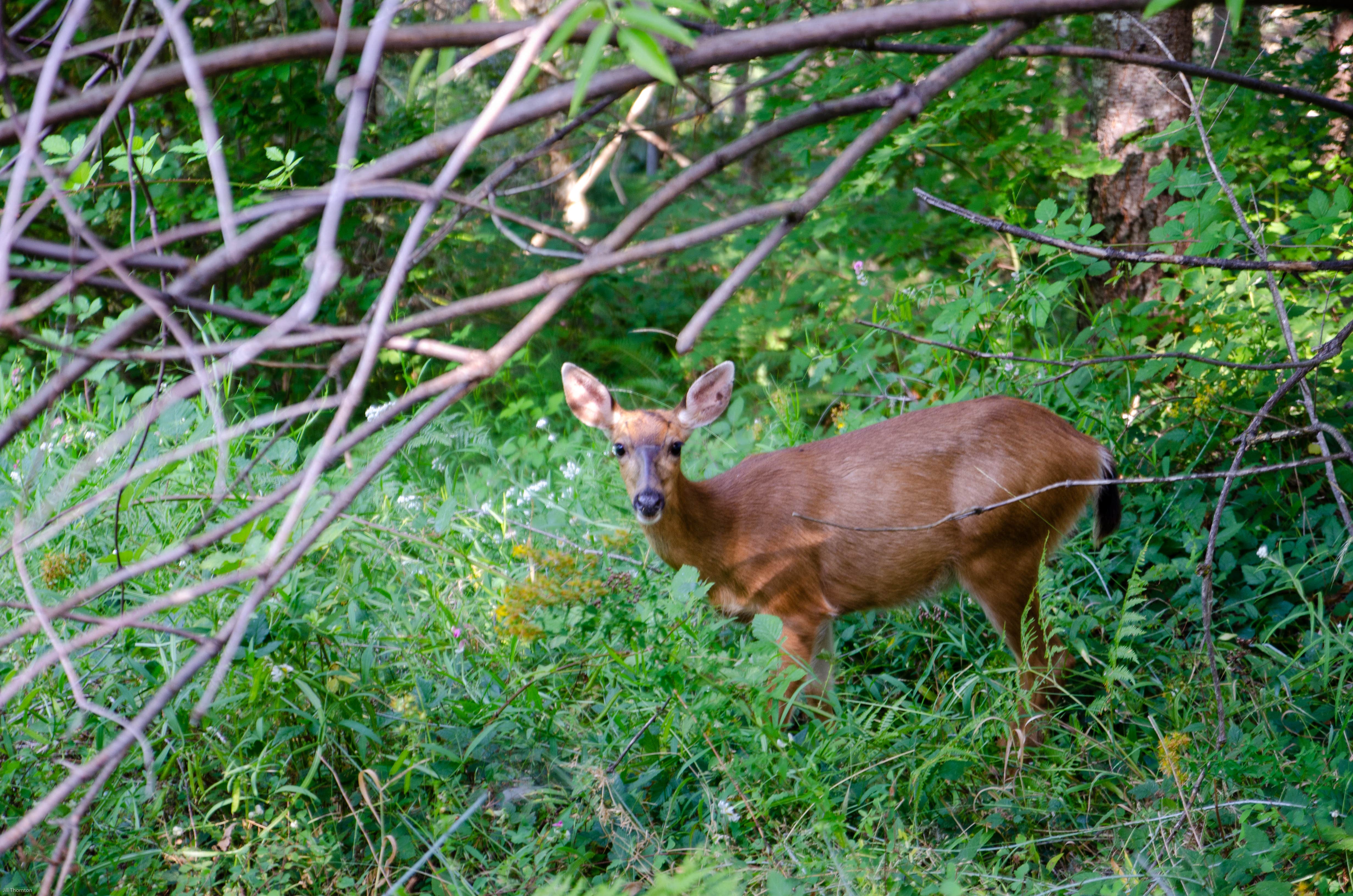 Camper-submitted photo at Dairy Creek West — L.L. Stub Stewart Memorial State Park near Yamhill, OR