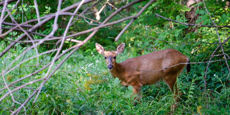 Camper submitted image from Dairy Creek West — L.L. Stub Stewart Memorial State Park