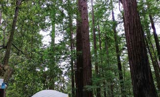 Cecil  K.'s photo of tent camping at Ben Ries Campground — Butano State Park - CLOSED INDEFINITELY near Pescadero, CA