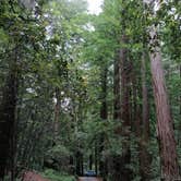 Review photo of Ben Ries Campground — Butano State Park by Cecil  K., August 26, 2019